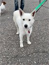 adoptable Dog in  named Tallahassee
