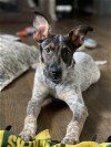 adoptable Dog in minneapolis, MN named Beauty