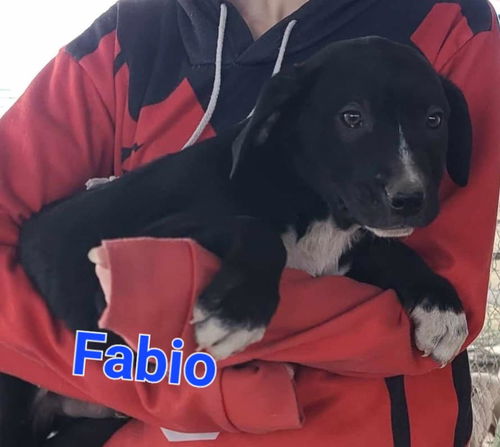 Fabio