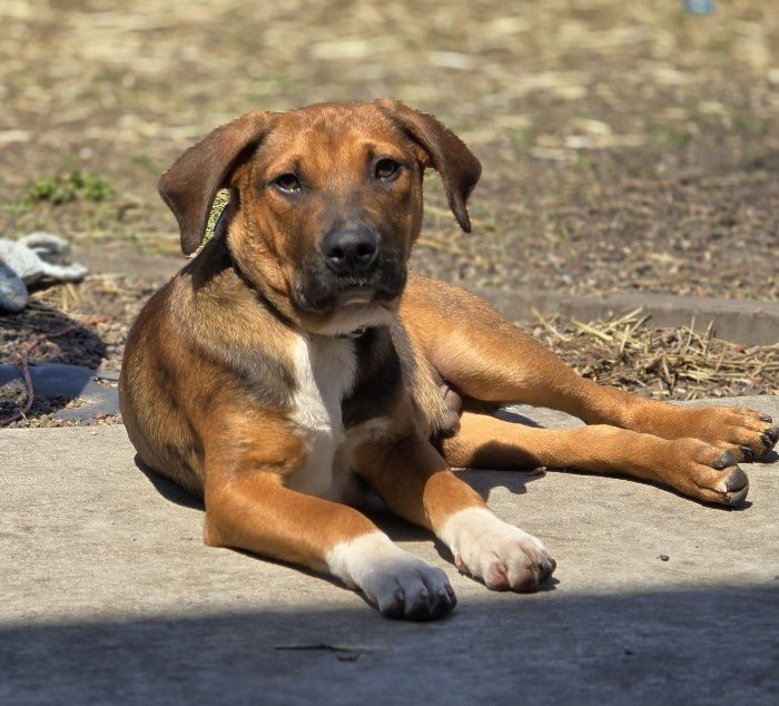 adoptable Dog in Minneapolis, MN named Frankie