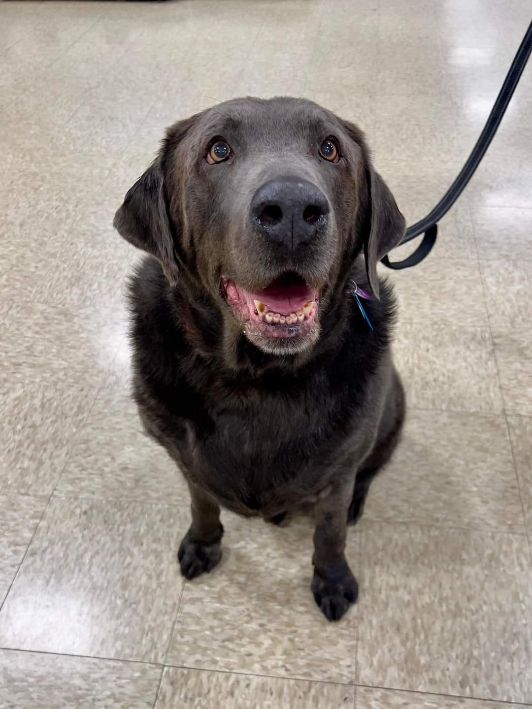 adoptable Dog in Minneapolis, MN named Dukes