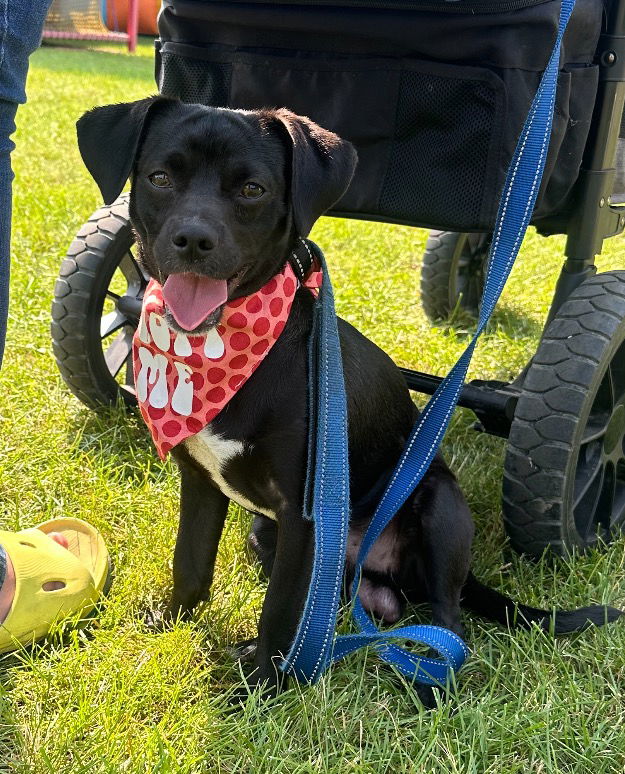 adoptable Dog in Minneapolis, MN named Bootsy