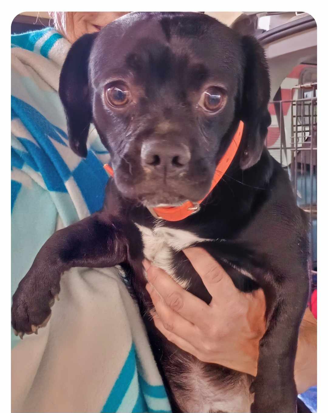 Dog for Adoption - Collins, a Beagle in Winsted, MN | Alpha Paw