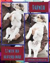 adoptable Dog in minneapolis, MN named Darwin