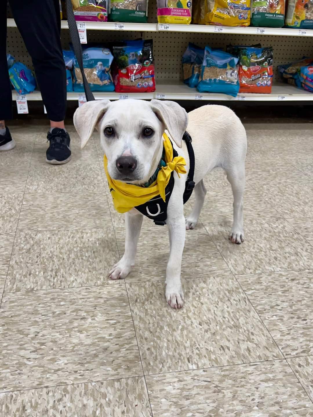 adoptable Dog in Minneapolis, MN named Linus 2