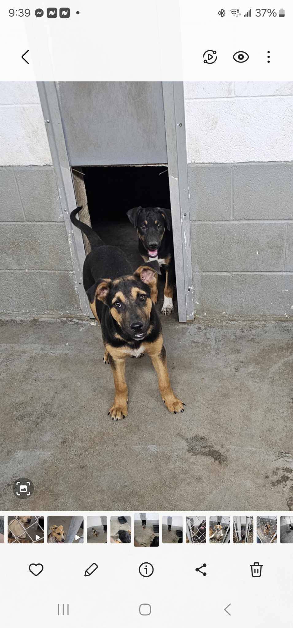 adoptable Dog in Minneapolis, MN named Pontoon