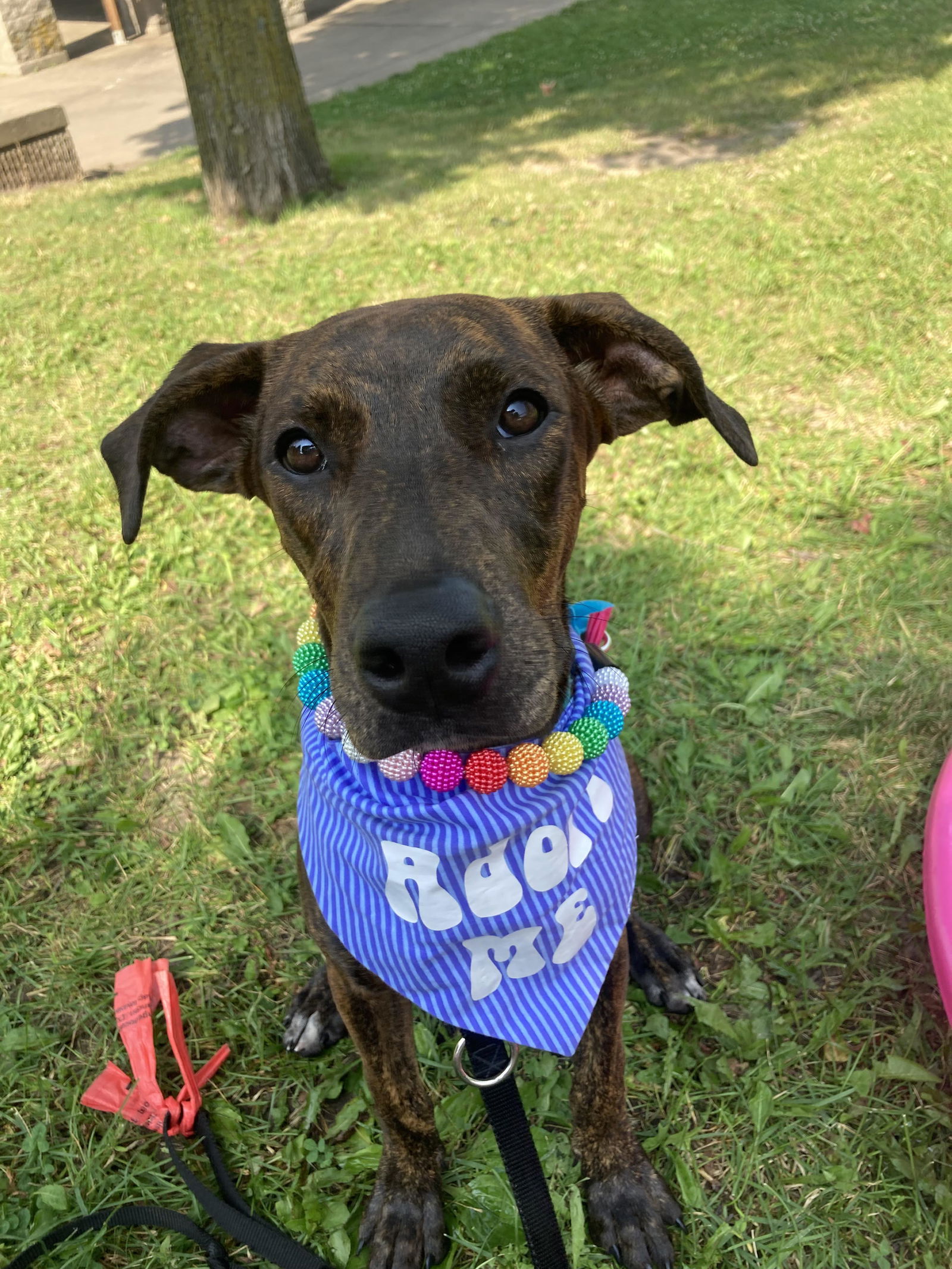 adoptable Dog in Minneapolis, MN named Lindsay