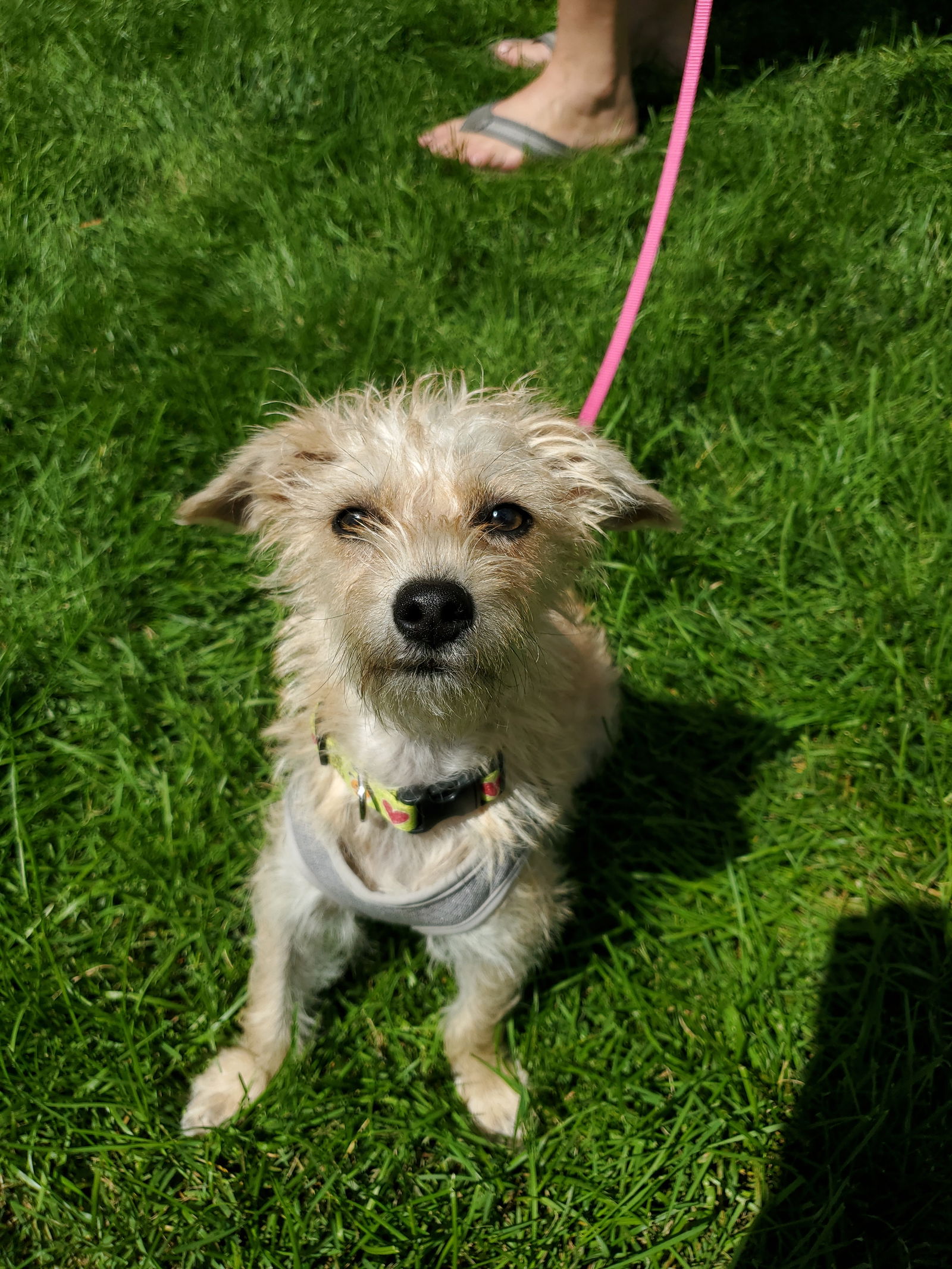 adoptable Dog in Minneapolis, MN named Cutie Pie