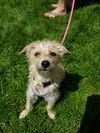 adoptable Dog in , MN named Cutie Pie