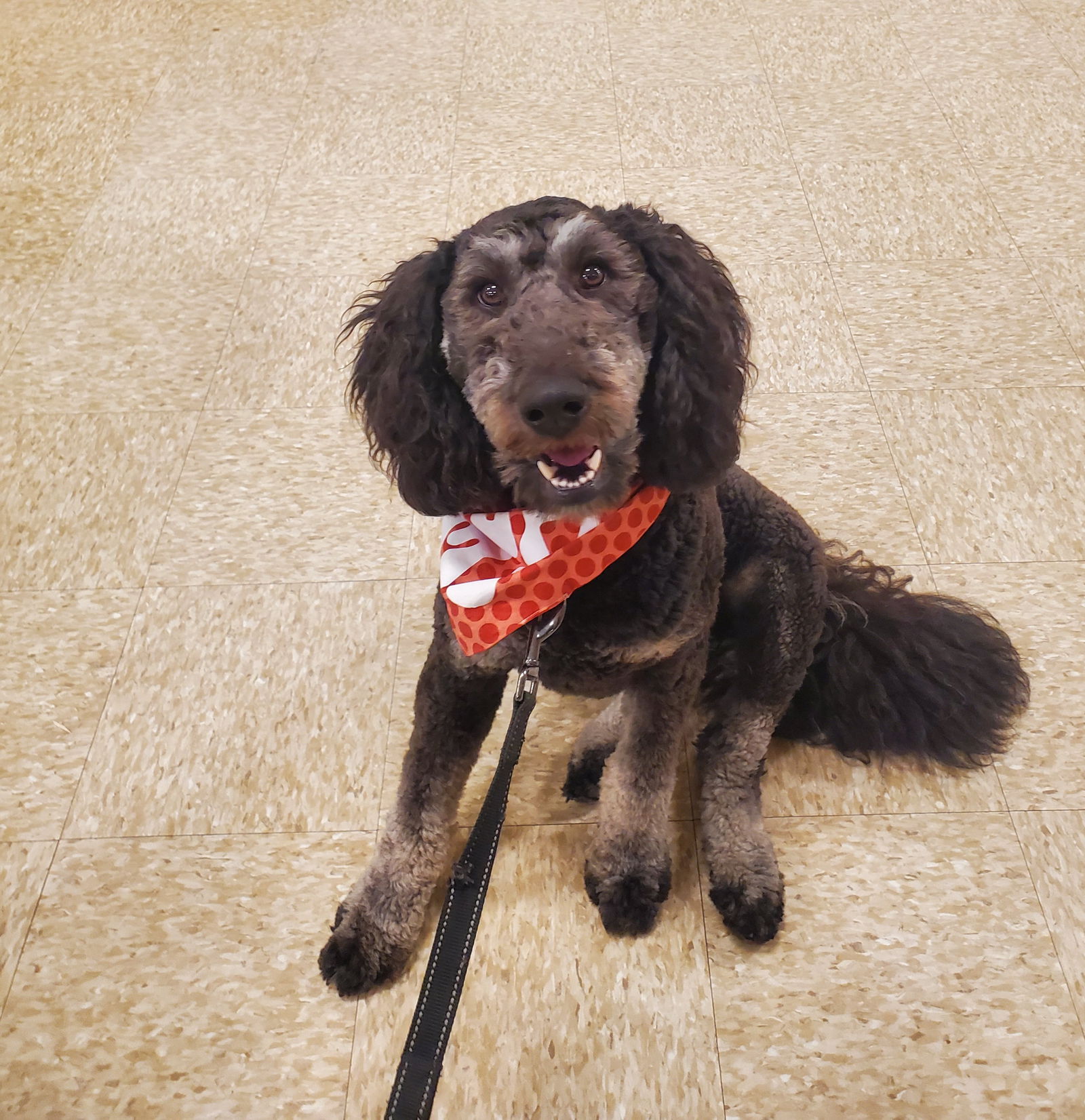 adoptable Dog in Minneapolis, MN named Bernie