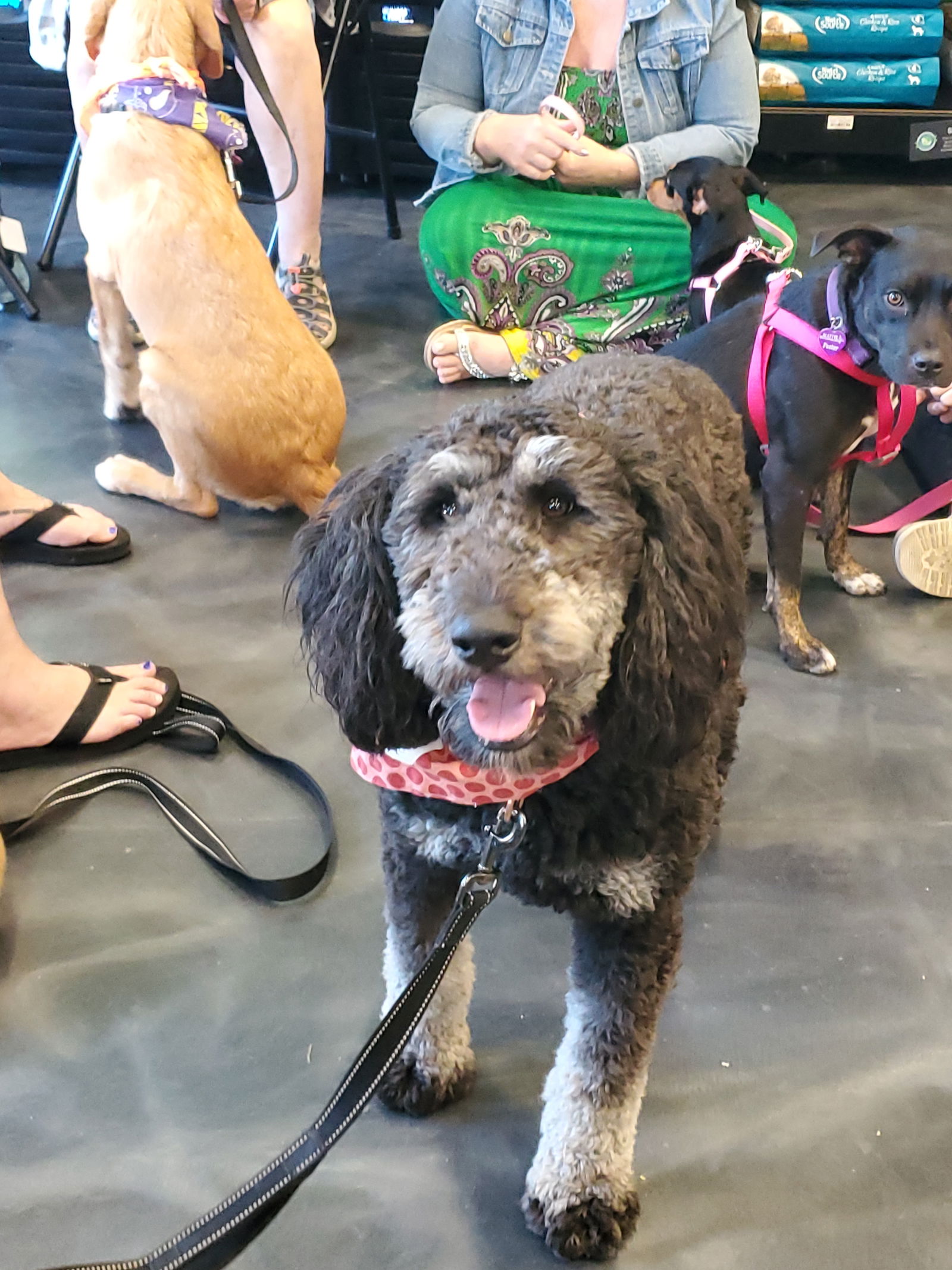 adoptable Dog in Minneapolis, MN named Bernie