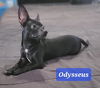 Odysseus