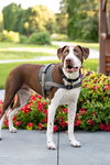 Huxley - Photo 5
