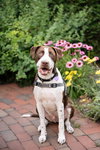 Huxley - Photo 6