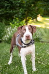 Huxley - Photo 7