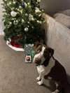 Huxley - Photo 4