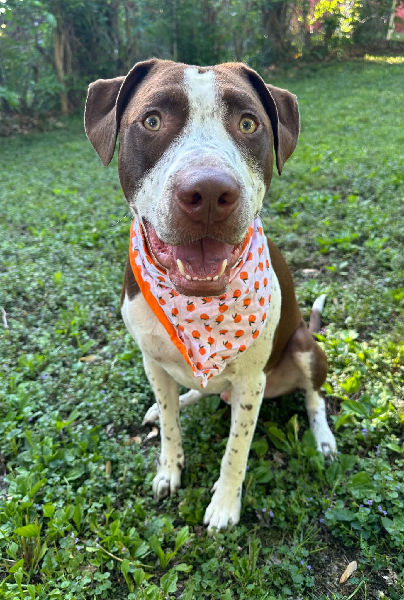 Huxley - American Pit Bull Terrier