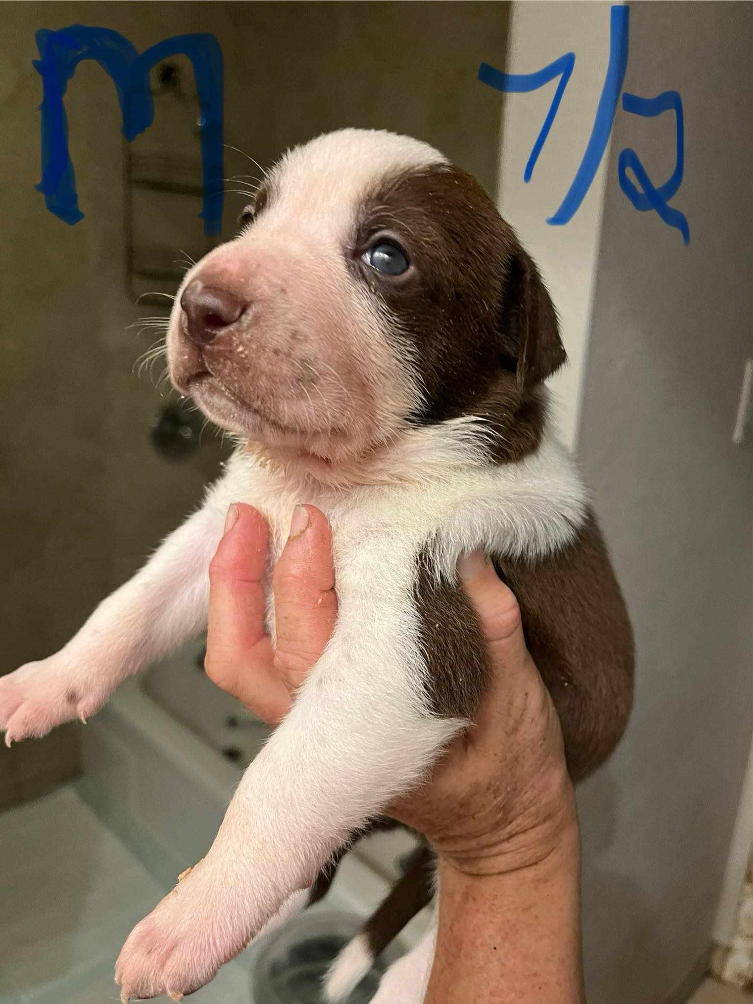 adoptable Dog in Minneapolis, MN named Huxley