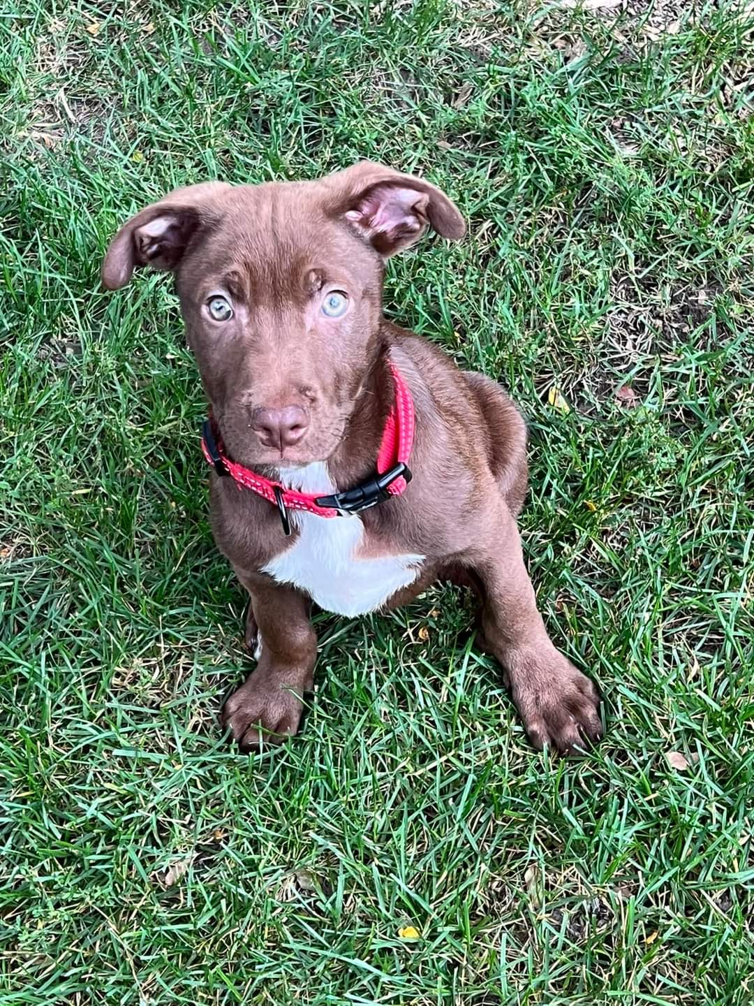 adoptable Dog in Minneapolis, MN named Noah Lyles