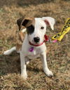 adoptable Dog in Minneapolis, MN named Lainey (Wilson)