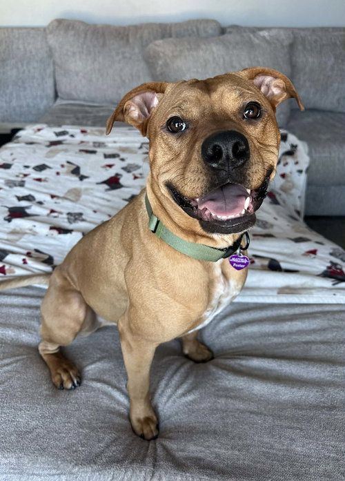 CEDAR - Labrador Retriever available for adoption