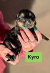 Kyro