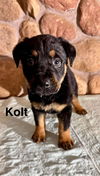 Kolt