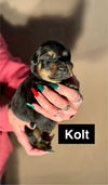 Kolt