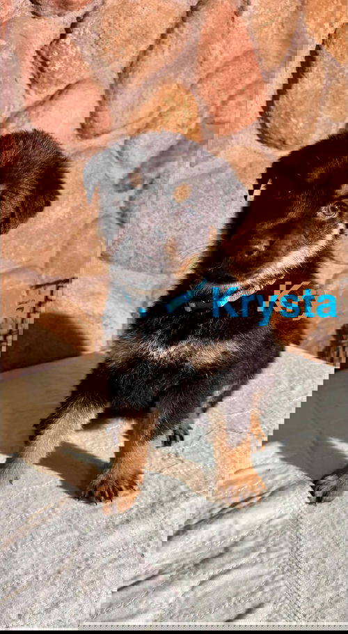 Krysta