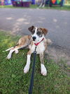 adoptable Dog in minneapolis, MN named McCartney