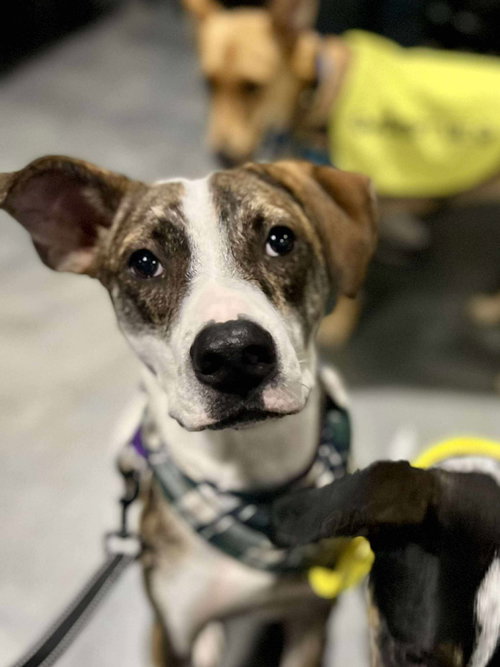 MCCARTNEY - Australian Cattle Dog/Blue Heeler available for adoption