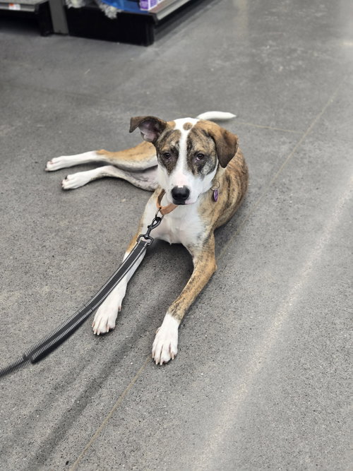 MCCARTNEY - Australian Cattle Dog/Blue Heeler available for adoption