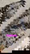 Astrah