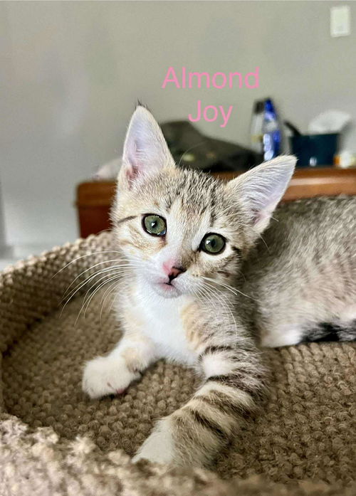 Almond Joy