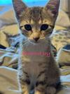 Almond Joy