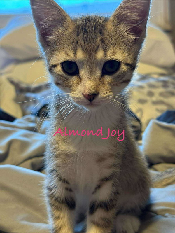 Almond Joy
