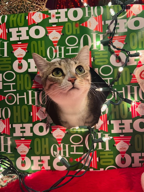 ALMOND JOY - Tabby / Domestic Short Hair available for adoption