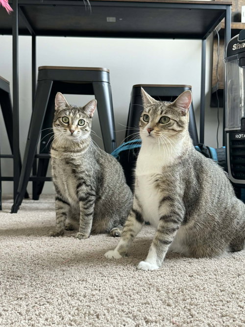 ALMOND JOY - Tabby / Domestic Short Hair available for adoption