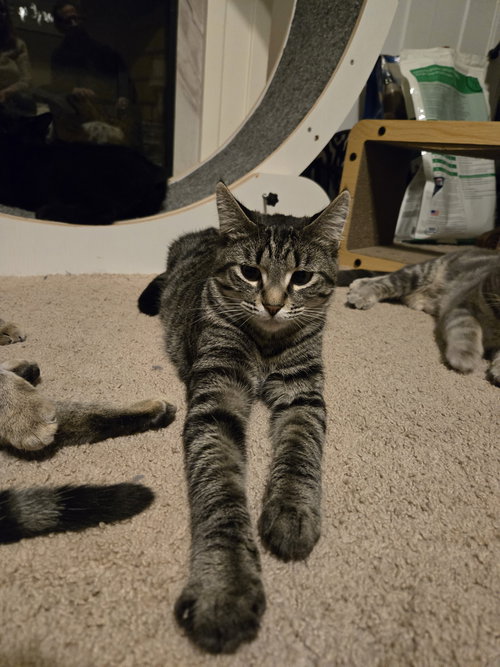 BABY RUTH - Tabby / Domestic Short Hair available for adoption