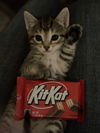 Kit Kat
