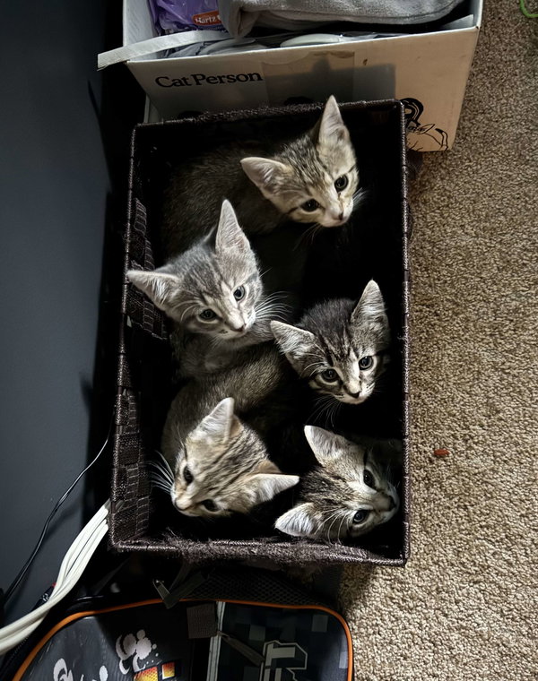 Kit Kat