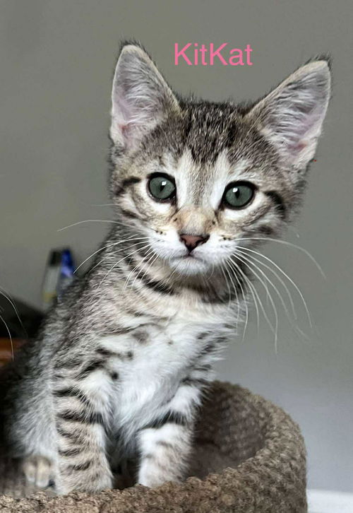 Kit Kat