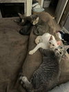 Kit Kat - Photo 6