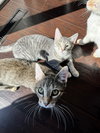 Kit Kat - Photo 7