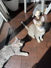 Kit Kat - Photo 10