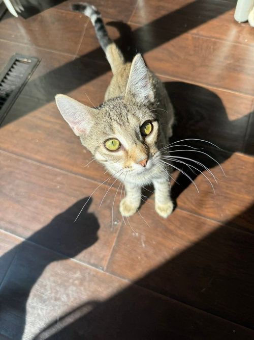 KIT KAT - Tabby / Domestic Short Hair available for adoption