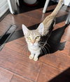 Kit Kat - Photo 5