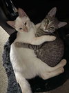 Kit Kat - Photo 3