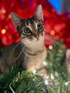 Kit Kat - Photo 1