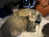 Kit Kat - Photo 5
